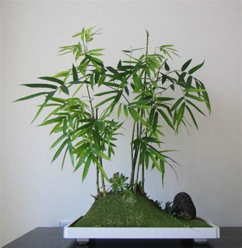 竹類盆栽 特別法有哪些